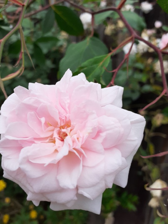 Rosa Santa Teresinha. Foto original. 2021.05.jpg