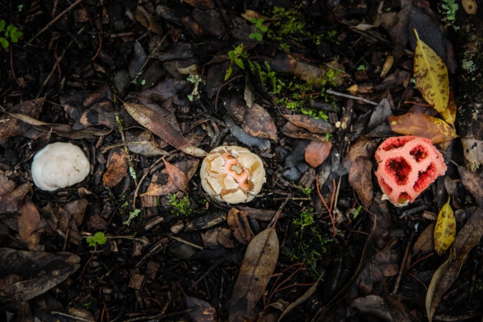 Clathrus ruber 1.jpg Clathrus ruber 1.jpg