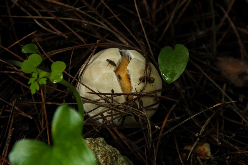 Clathrus ruber 8.jpg Clathrus ruber 8.jpg