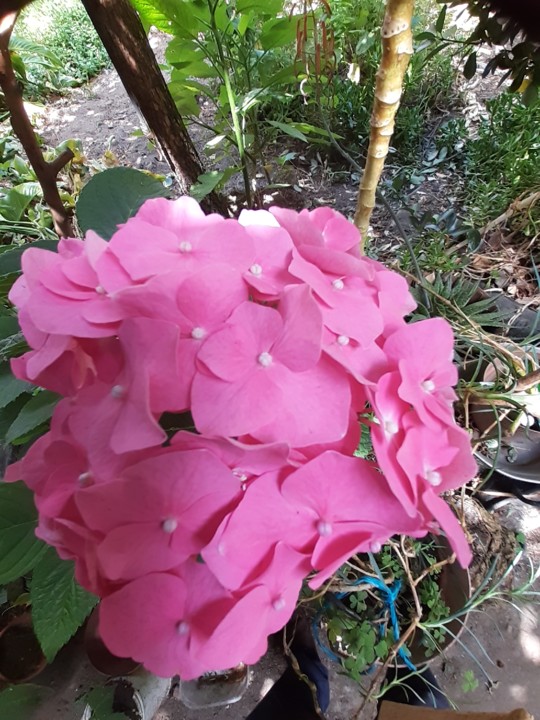 Flor. Foto original. 2021.06.18.jpg