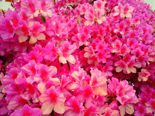 gorreana_azaleas3.jpg gorreana_azaleas3.jpg