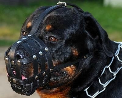 foto-rottweiler-4.jpg