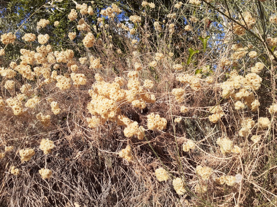 Planta desconhecida. Foto original. 2021.08.02.jpg