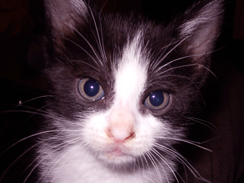 kiko 0.jpg kiko 0.jpg