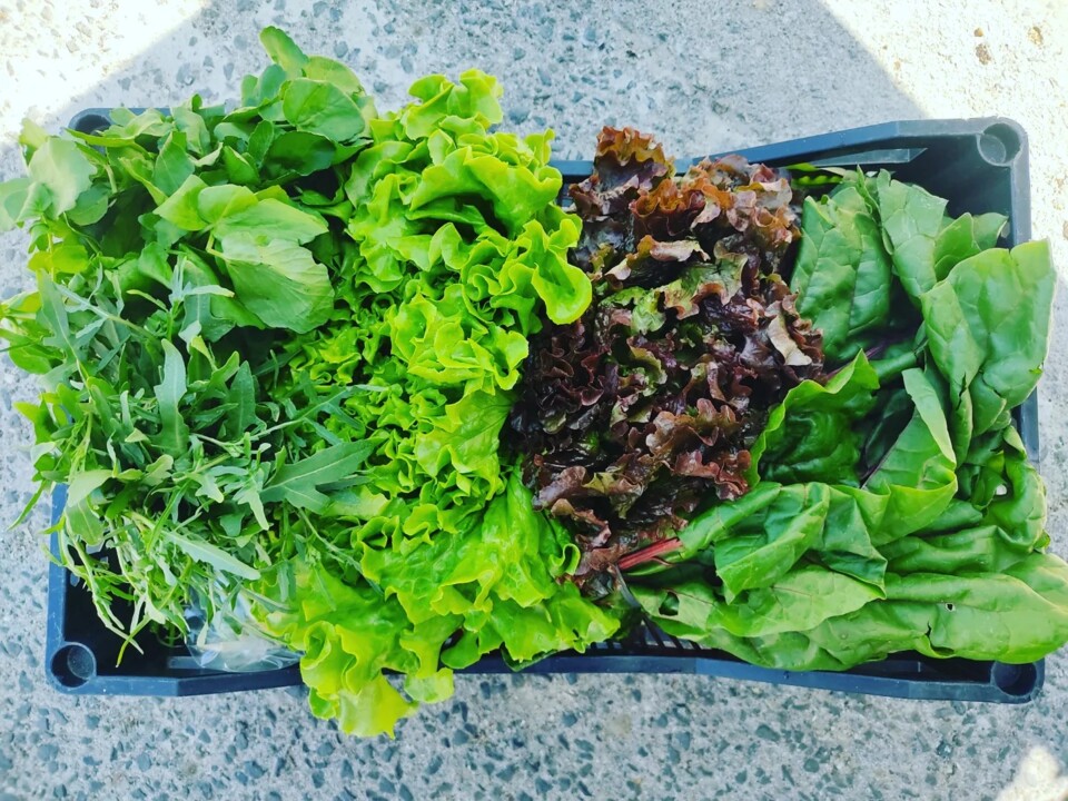 442398102_832005028956909_8947859155596190796_n.jp