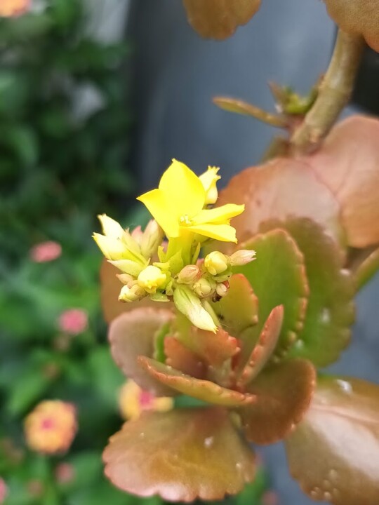 Não me canso disto_flores5.jpg