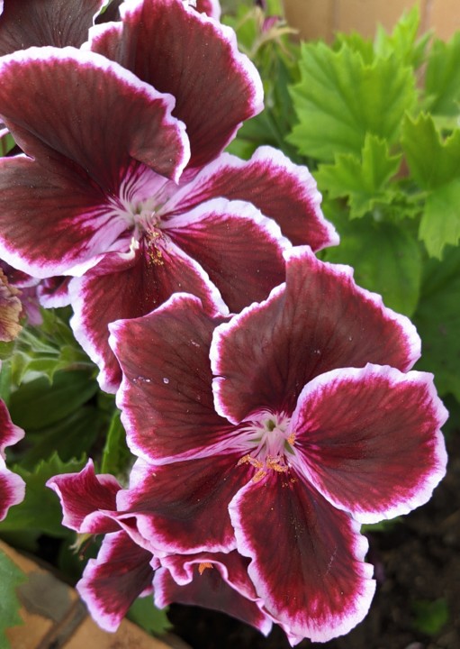 IMG_20210613_131127.jpg IMG_20210613_131127.jpg