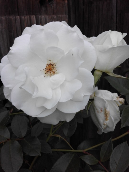 Rosas Brancas. Foto Original. 2019. 05. jpg