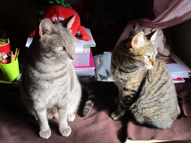 thumbnail_Gatos guardas da casa.jpg