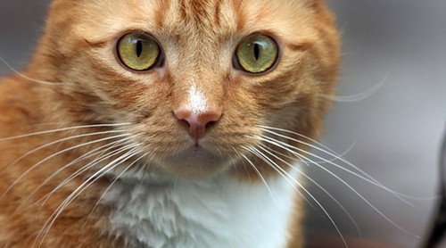 Bradley.jpg Bradley.jpg