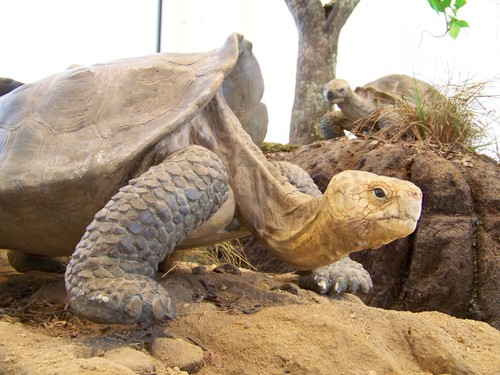 Cópia de 100_6247.JPG