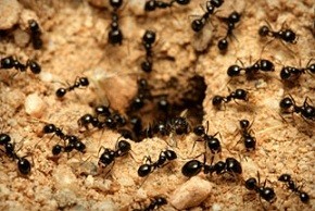 Formigas.jpg Formigas.jpg