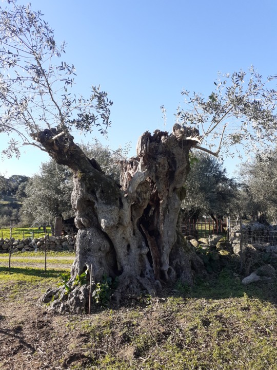 Oliveira Milenar III. Leste. Foto original. 2022.01.12.jpg