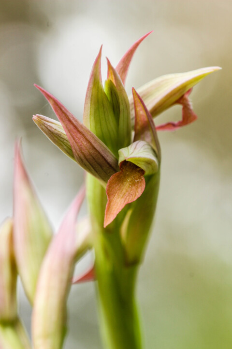 serapias parviflora 2.jpg