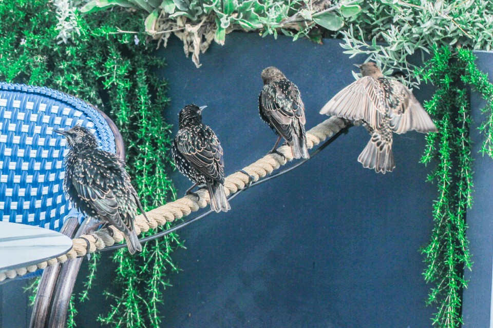 sturnus vulgaris 6.jpg