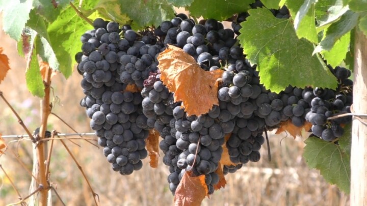 descarregar (10).jpg