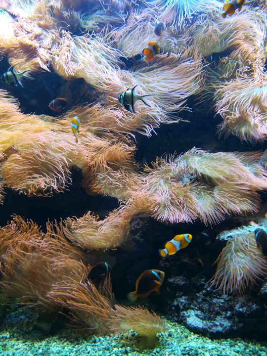 55576589_2153229568093287_5274954369089929216_n.jp