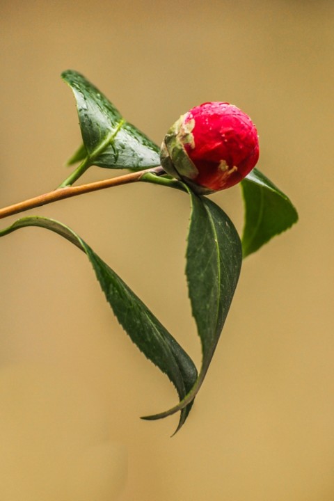 camellia japonica a 10.jpg camellia japonica a 10.jpg