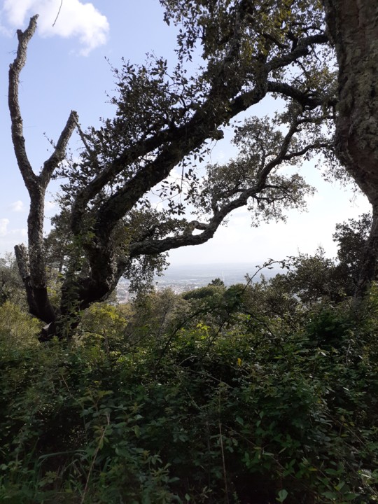 Sobreiro no matagal. Foto original. 2021. 04. jpg