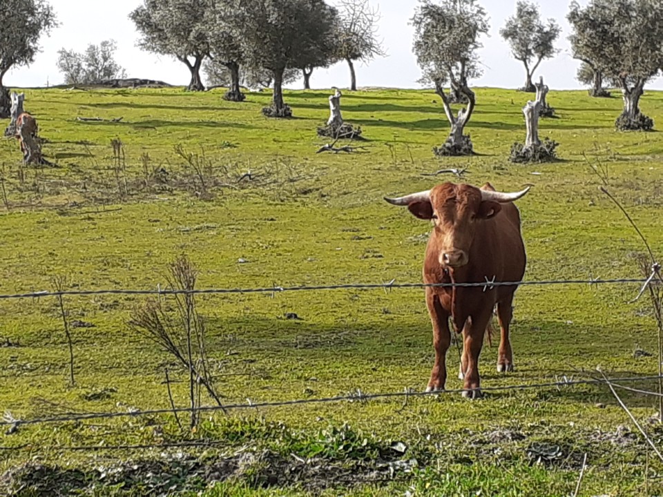 Um mirone na fonte. Foto original. 2021.12.01.jpg