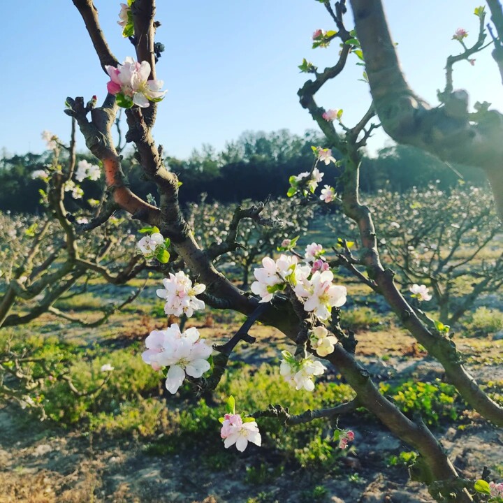 339981223_591197056077881_4571339677763143730_n.jp