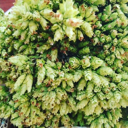 13600124_730006007139163_6527288745108978879_n.jpg 13600124_730006007139163_6527288745108978879_n.jpg