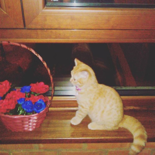 12065666_1175457479148830_8225881766568409931_n.jp