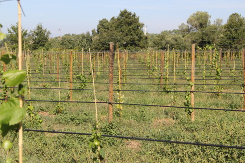 IMG_2264.jpg IMG_2264.jpg