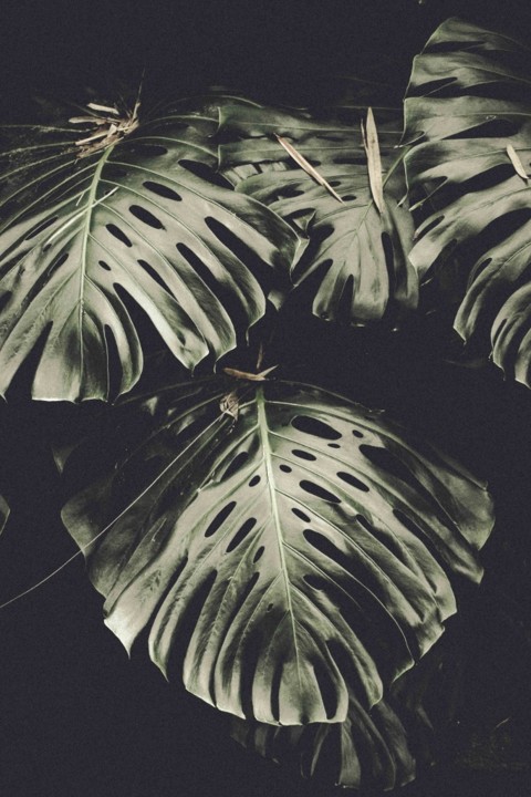 Monstera delicosa 6.jpg