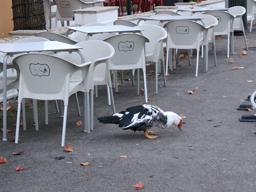 20a_Volta_matinal (7).jpg