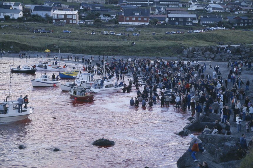 Massacre de Golfinhos.jpg