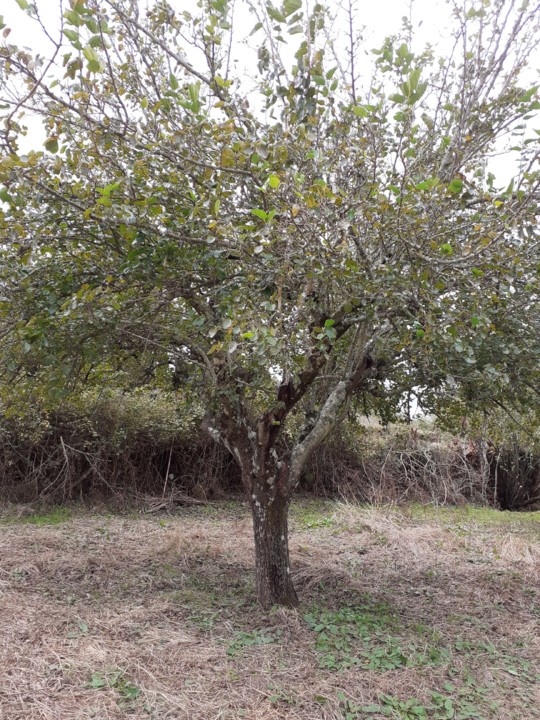 Amoreira Barca D'Alva IV. Foto Original. 2021.10.05.jpg