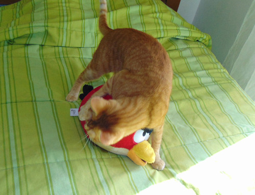 redcat.JPG redcat.JPG