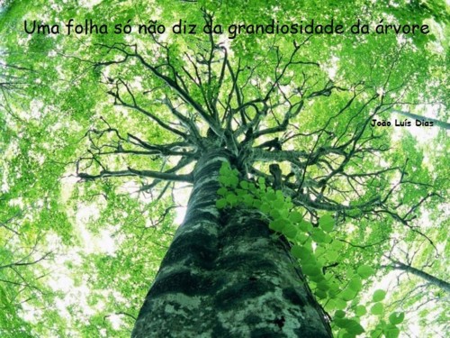 arvore 3.jpg