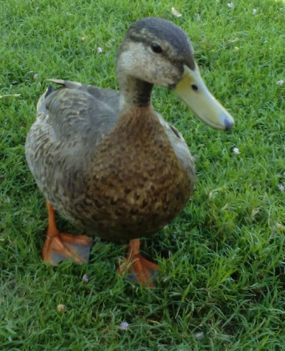 IMG_20160524_154059 (2).jpg