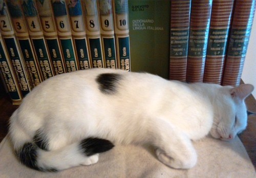 vgs_48.jpg vgs_48.jpg