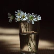 272782733_486321129530412_6682433919808056602_n.jp