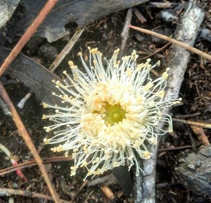 não_me_canso_disto_flores.JPG não_me_canso_disto_flores.JPG