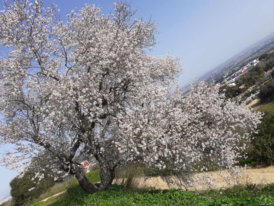 Amendoeira em Palmela. Foto original. 2022.01.24.jpg