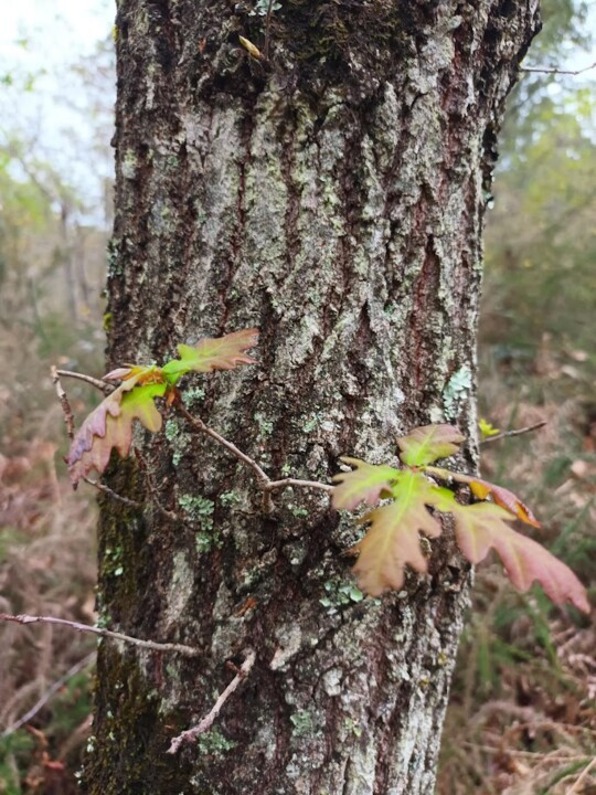 Não me canso disto_Inverno2.jpg