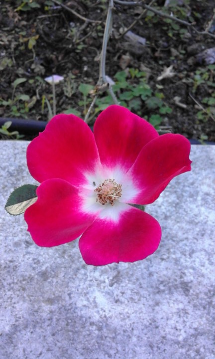 Rosa Singela. Gulbenkian. Foto original. 2020. 01. jpg