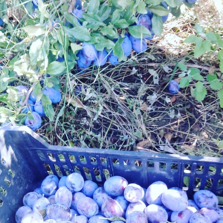 544130220_18498765661066958_3650713229982747937_n.