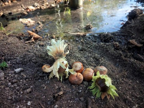 14225337_1076388119113505_1505654362304434453_n.jp