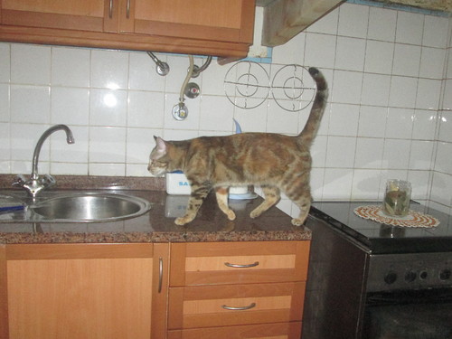 Tica 173.jpg Tica 173.jpg