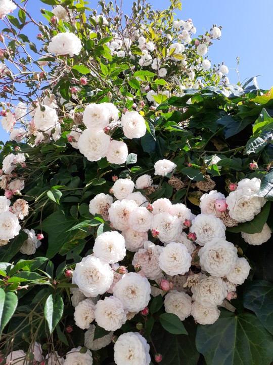 Rosas da minha Avó. Foto Original. 2021. 05. jpg