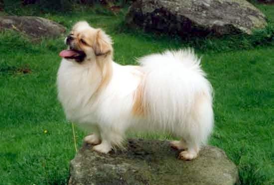 Tibetansk_spaniel.jpg