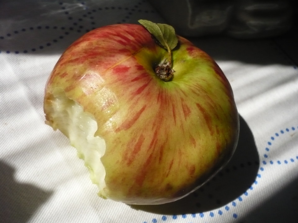 maçã riscadinha P1040903.JPG maçã riscadinha P1040903.JPG
