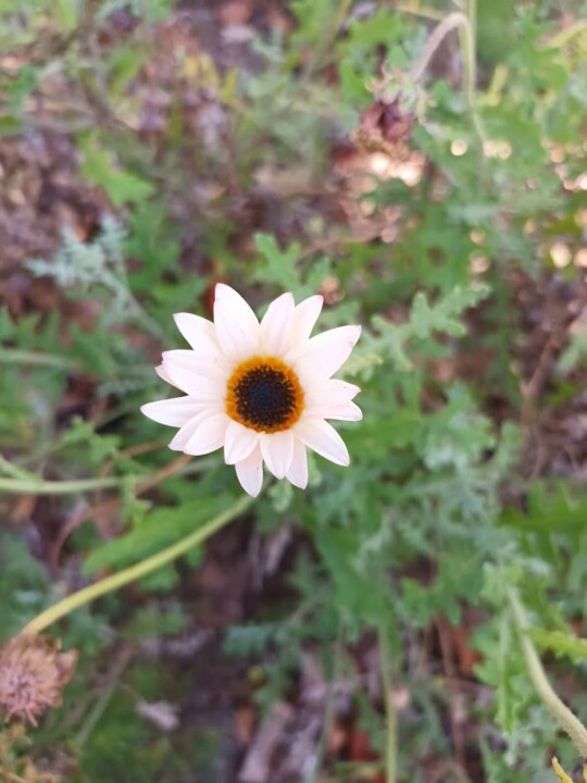 Não me canso disto flores.jpg