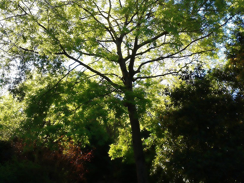 Dia do pai.jpg Dia do pai.jpg