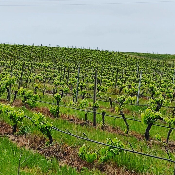 280487908_2305599769579771_6636712698570010005_n.j